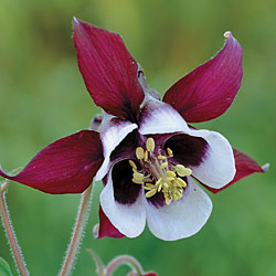 گل تاج ‌الملوک